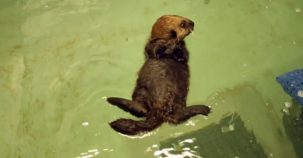 Lontra orfã aprende a nadar em vídeo super-fofo