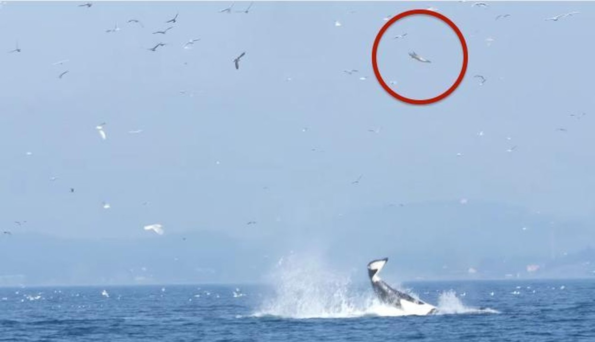 Vídeo impressionante mostra baleia assassina a lançar foca bem alto no ar