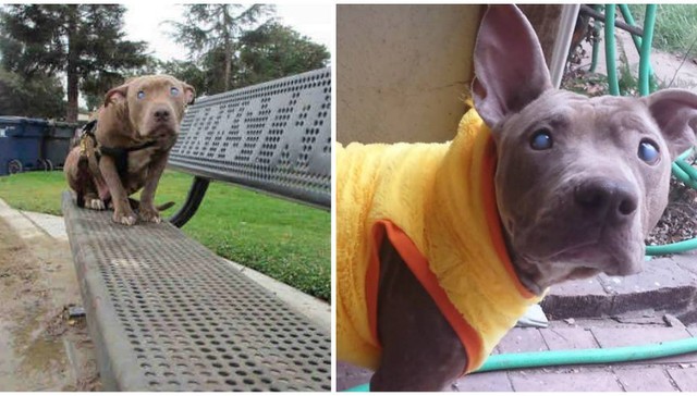 Cadela pitbull cega, abandonada, foi encontrada presa a um banco de jardim