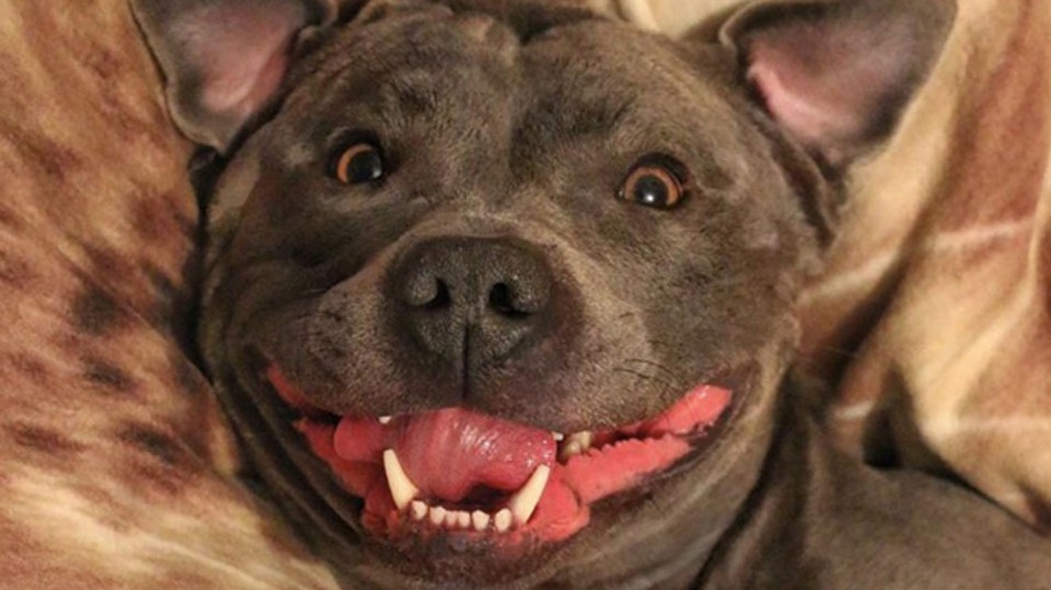 Staffbull com sorriso gigante é estrela no Instagram