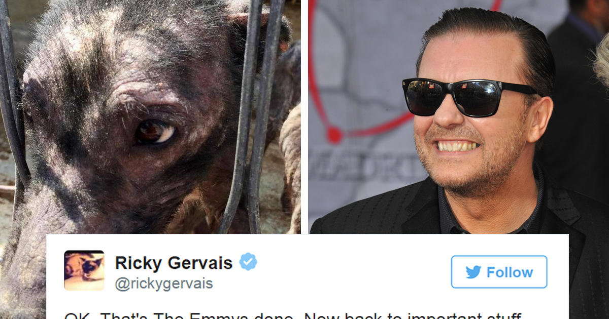 Este tweet de Ricky Gervais salvou 650 cães de morrer à fome