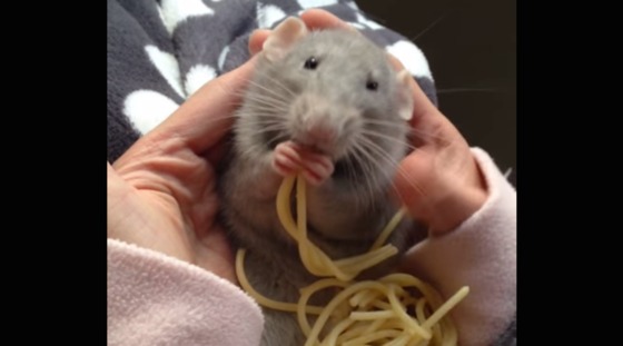 Rato a comer esparguete no vídeo mais fofo do dia