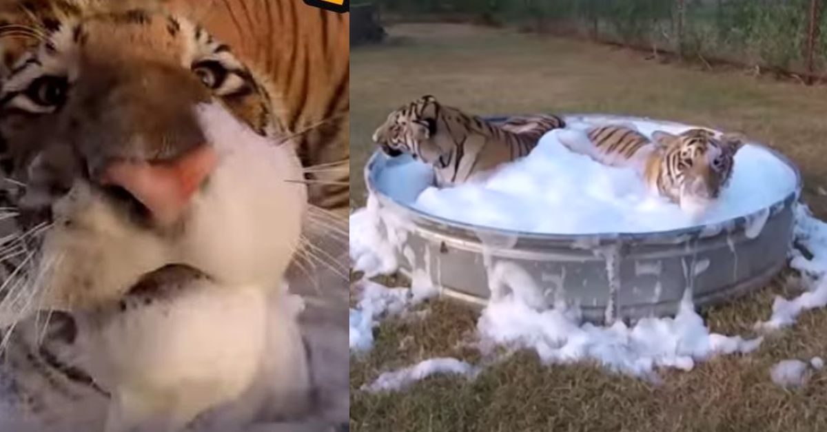 Tigres divertem-se a valer num banho de espuma
