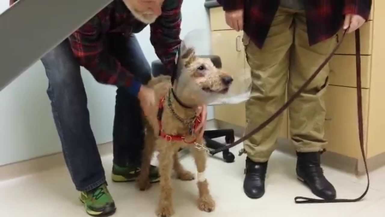 Cão cego emociona-se ao ver donos pela primeira vez depois de cirurgia