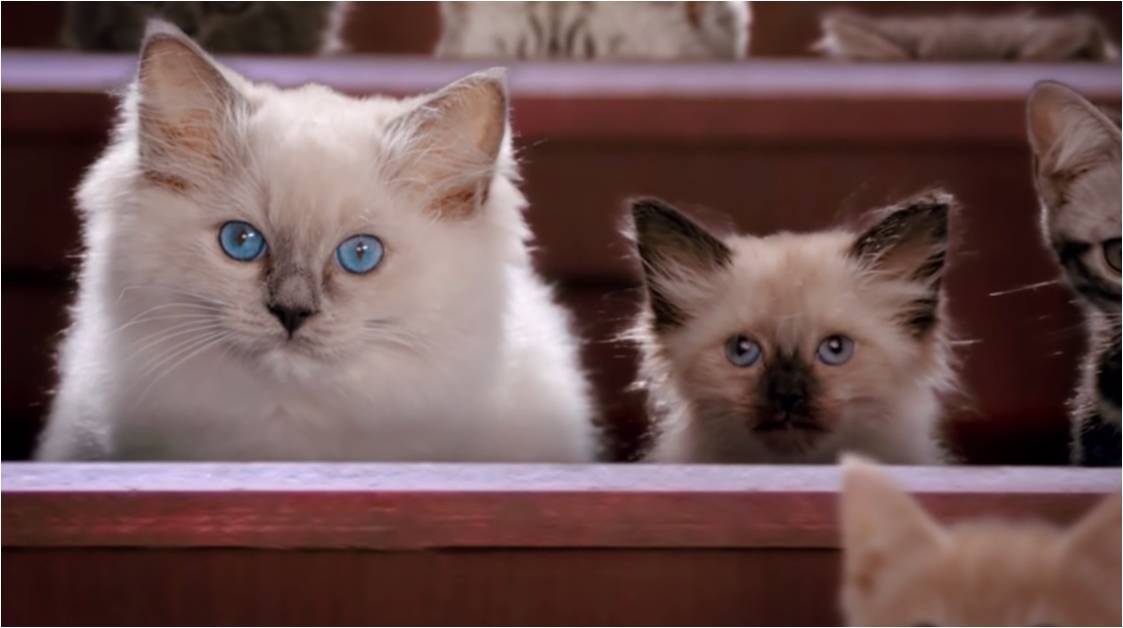 A Whiskas apresenta o Colégio para Gatos, onde aprendem a ser ainda mais fofos