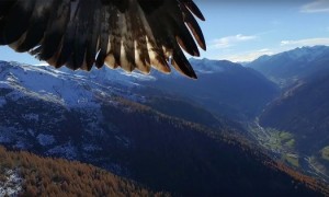 Águias caçam Drone em pleno voo e levam-no para o ninho