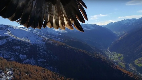 Águias caçam Drone em pleno voo e levam-no para o ninho
