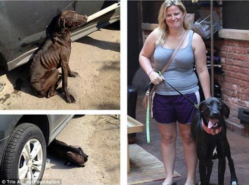 O antes e o depois de 15 cães que foram adotados