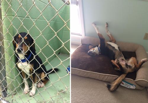 O antes e o depois de 15 cães que foram adotados