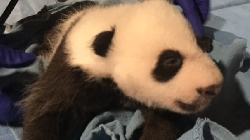 Panda bebé dá os primeiros passos no Zoo de Washington