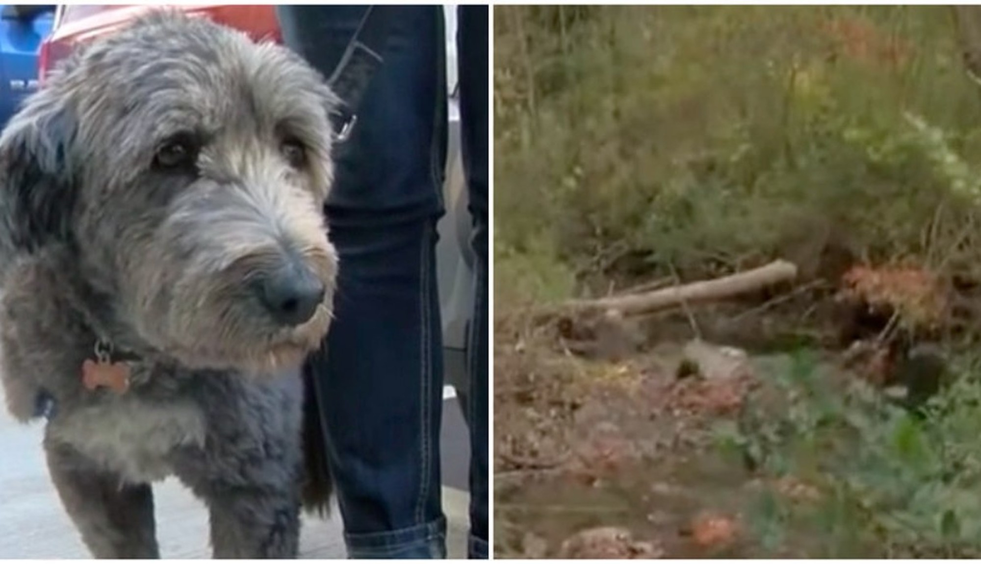 Cadela salva dona de 82 anos que se perdeu na floresta