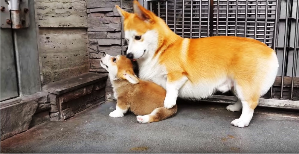 Cães: pai ensina o filho a sentar