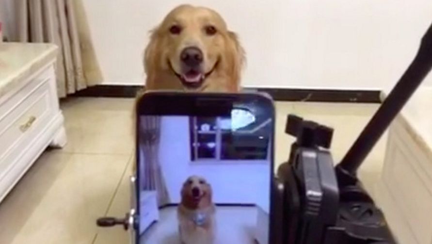 Vídeo: cão sabe o momento em que tem que sorrir para a fotografia