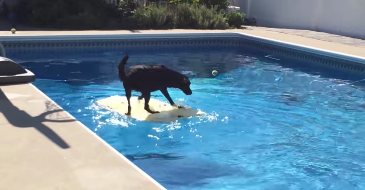 Cão usa prancha de bodyboard para ir buscar bola ao meio da piscina