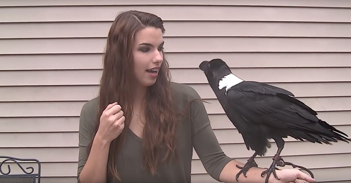 Um corvo que fala, quando lhe dão qualquer coisa, claro