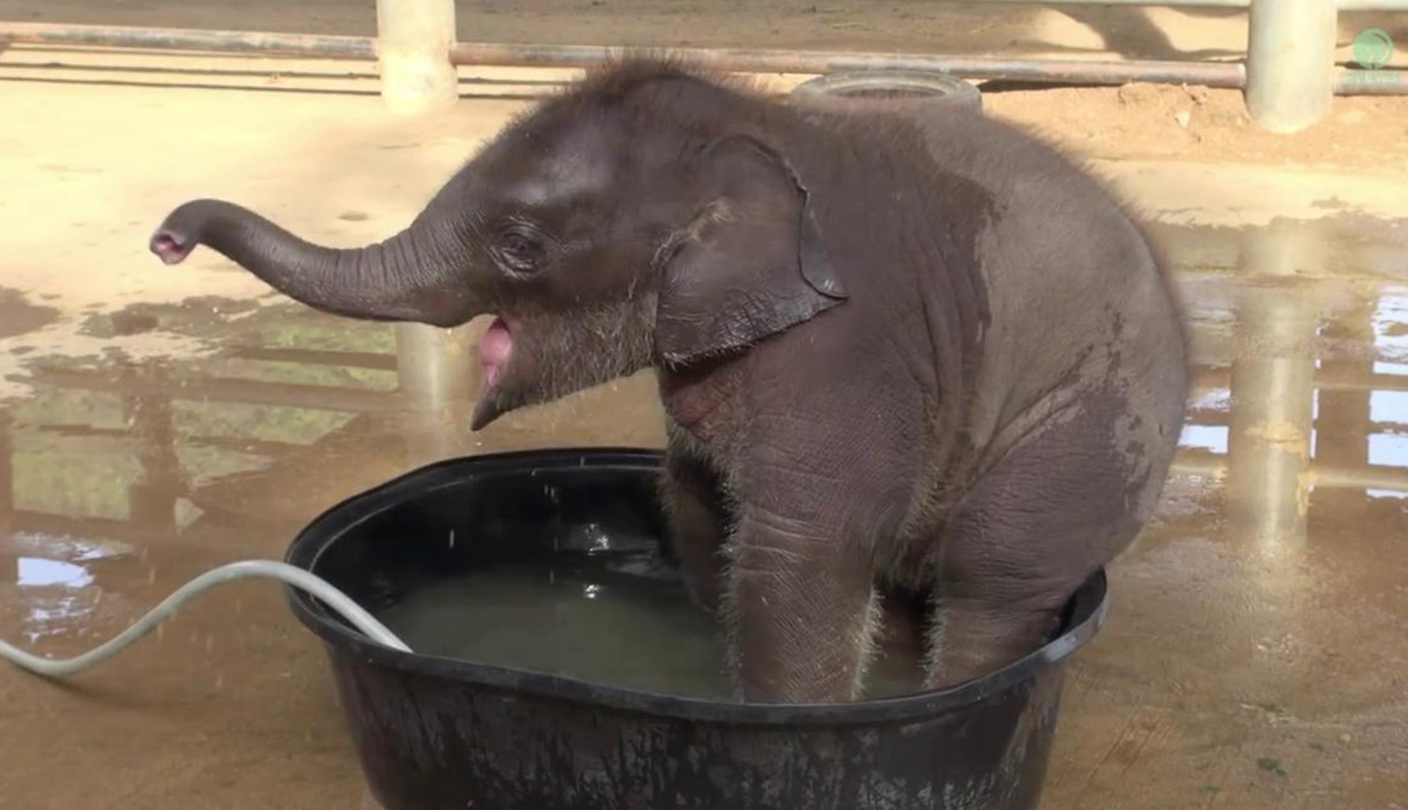 Elefante bebé a tomar banho na banheira é o vídeo mais fofo do dia