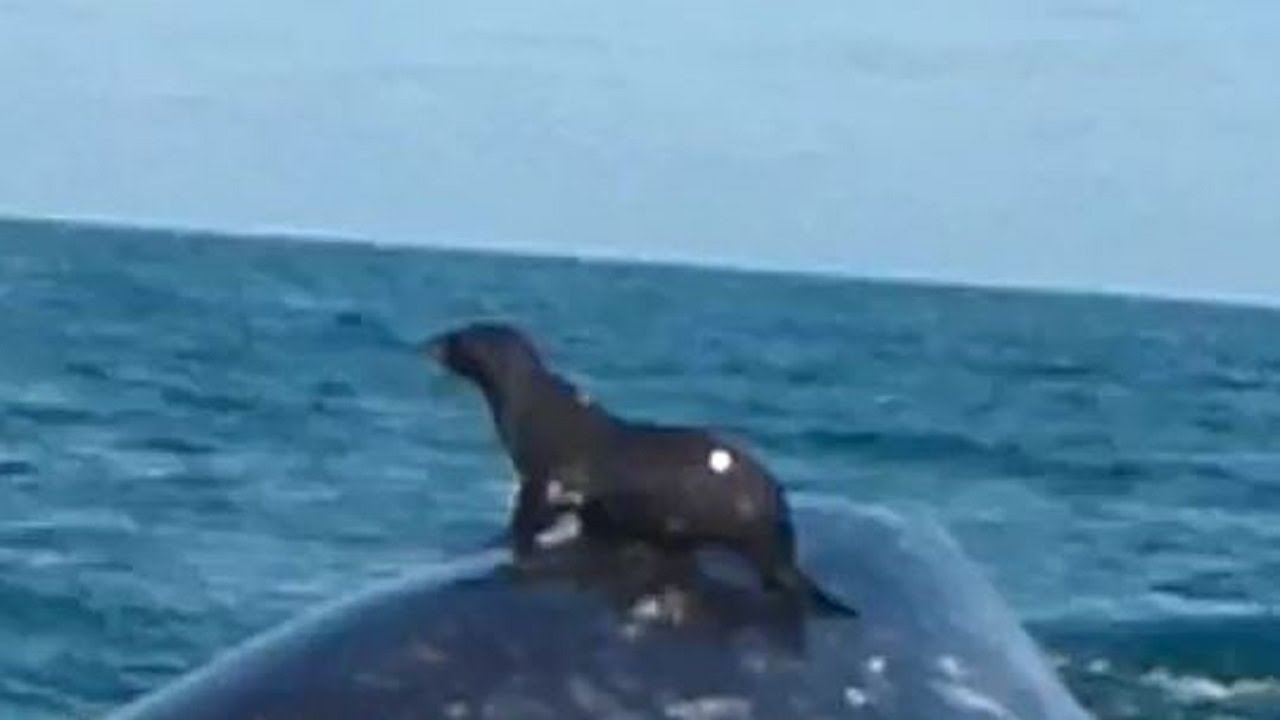 Foca apanha boleia nas costas de uma baleia
