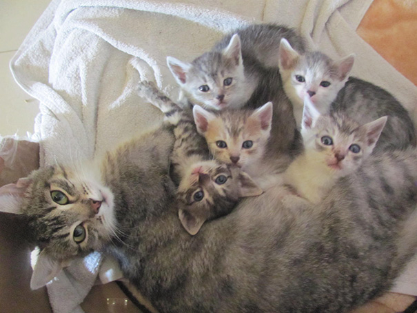 15 gatas mamãs orgulhosas com os seus filhotes
