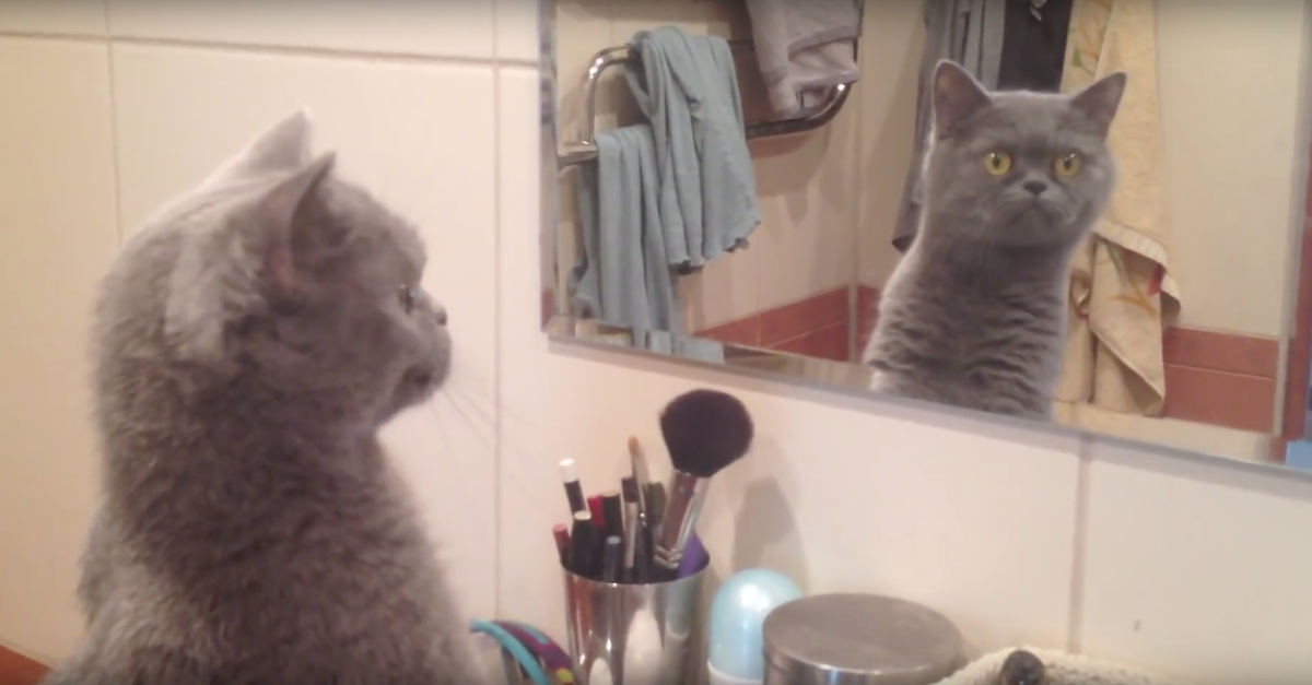 A reacção épica de um gato a ver-se ao espelho
