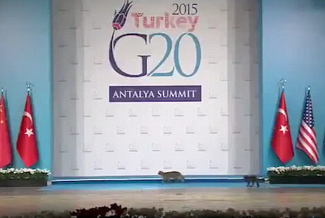 3 gatos invadiram o palco da cimeira do G20 na Turquia