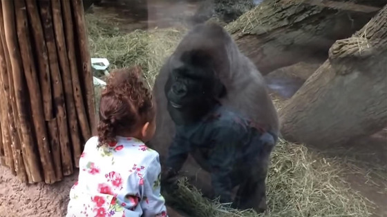 Gorila ensina menina a mostrar o dedo do meio