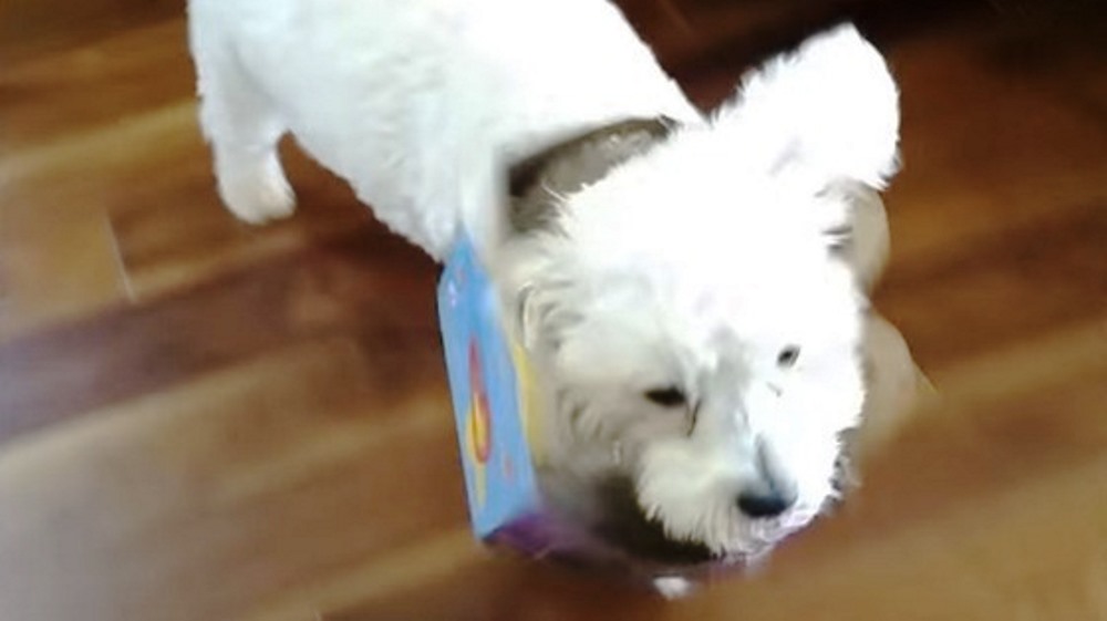 Cão fica com caixa de Happy Meal presa na cabeça