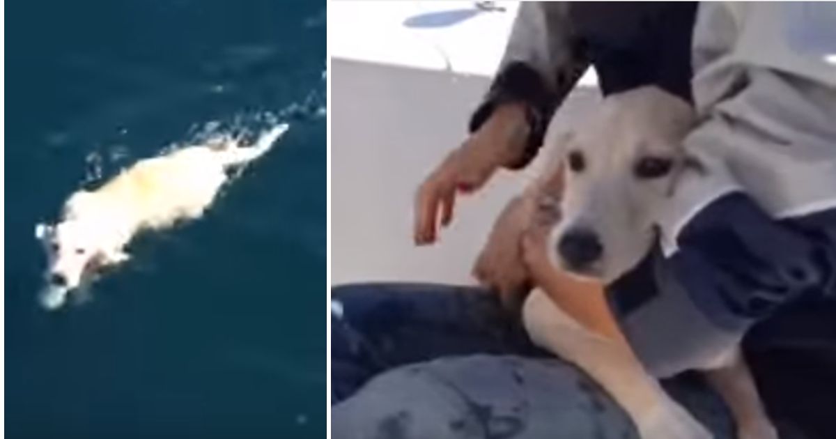 O emocionante salvamento de um labrador que quase se afogava em Nápoles