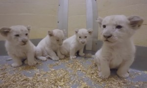 O primeiro video de quatro leões brancos raros, nascidos no zoo de Toronto