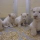 O primeiro video de quatro leões brancos raros, nascidos no zoo de Toronto
