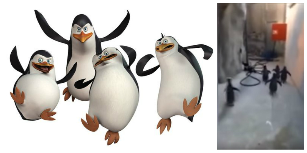 Pinguins de Madascar: eles existem