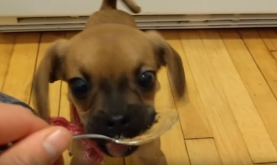 Cachorro prova manteiga de amendoim pela primeira vez, a reacção é