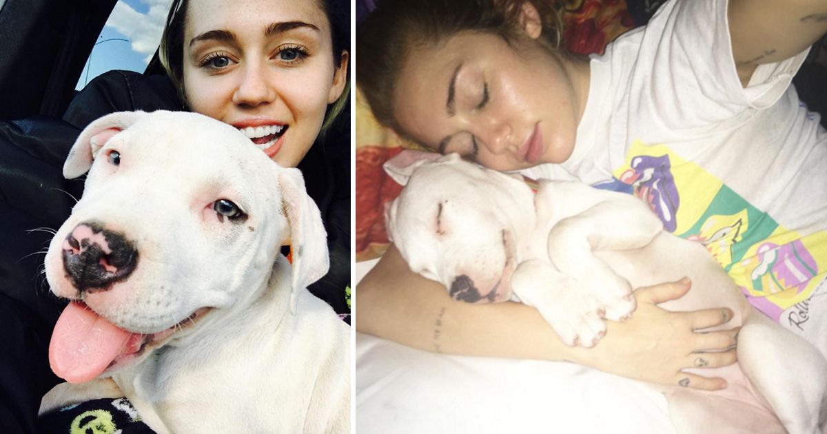 Miley Cyrus apresenta o seu novo, e super-fofo, cachorro pitbull