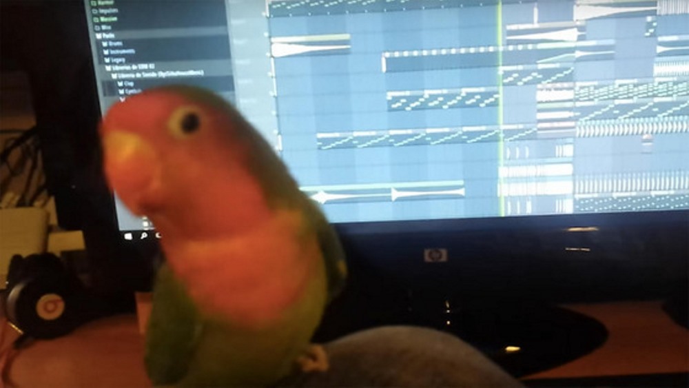 Papagaio dança ao som de EDM