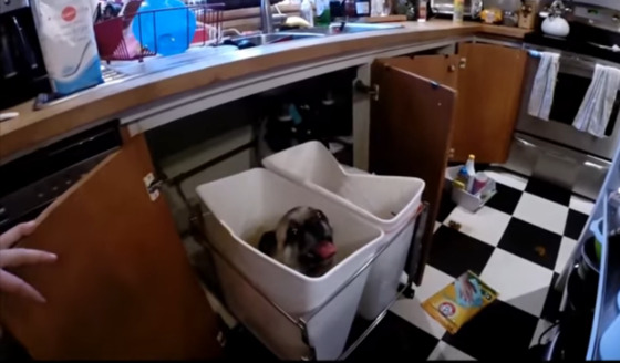 Pug &#8220;destrói&#8221; cozinha e esconde-se no balde do lixo. A reacção do dono é épica