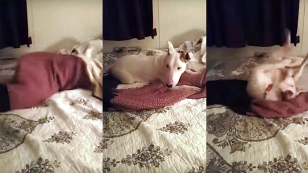 Cão resgatado experimenta uma cama pela primeira vez