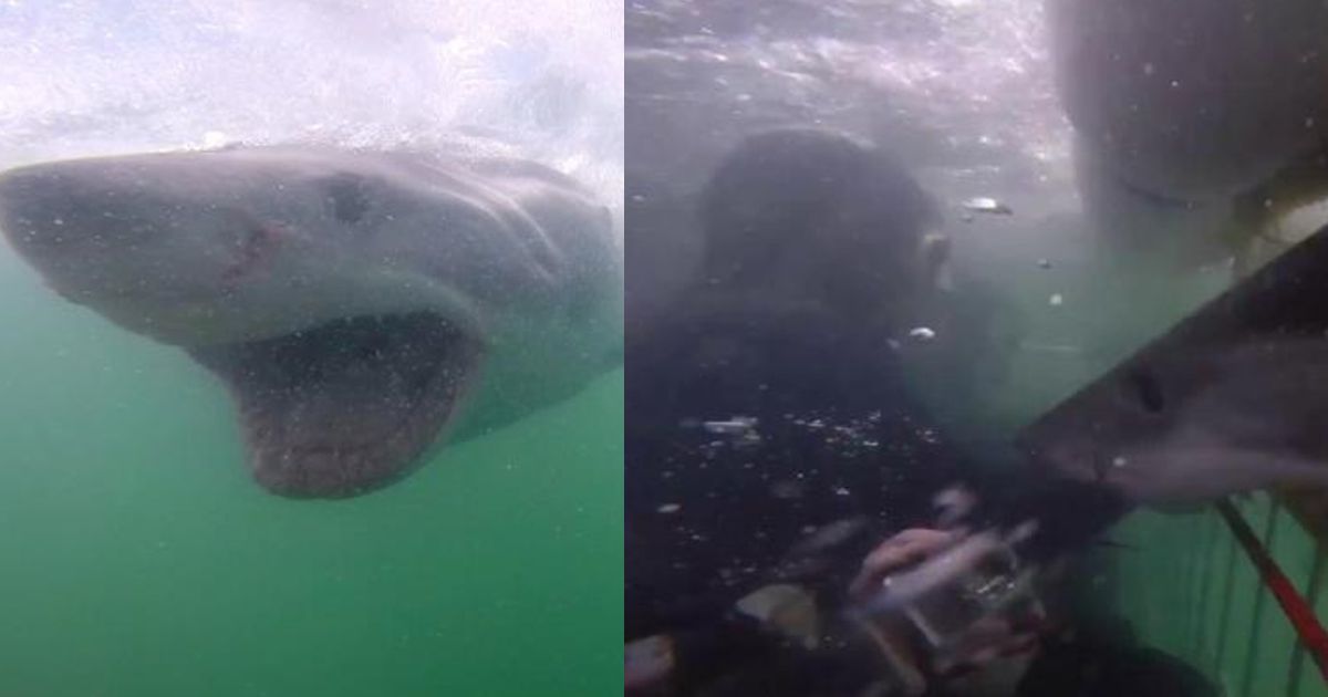 O impressionante ataque fulminante de um tubarão