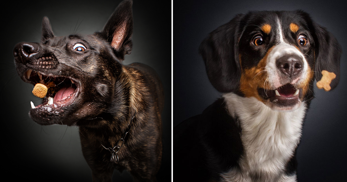 Fotógrafo capta expressões de cães a apanhar comida