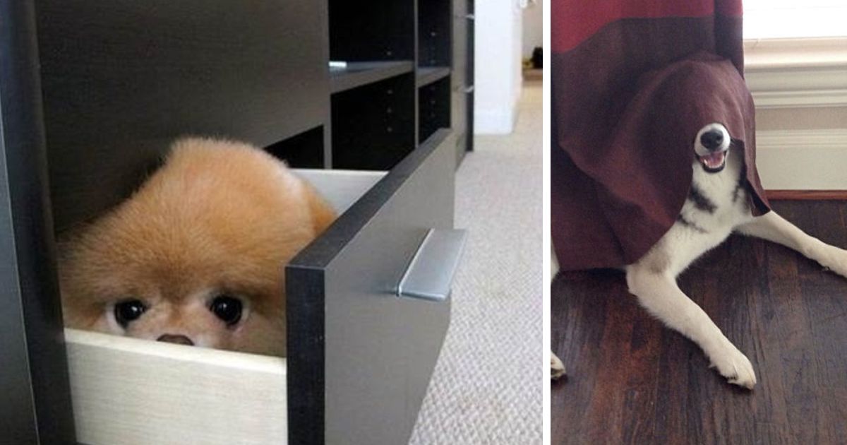 10 cães que acham que estão muito bem escondidos