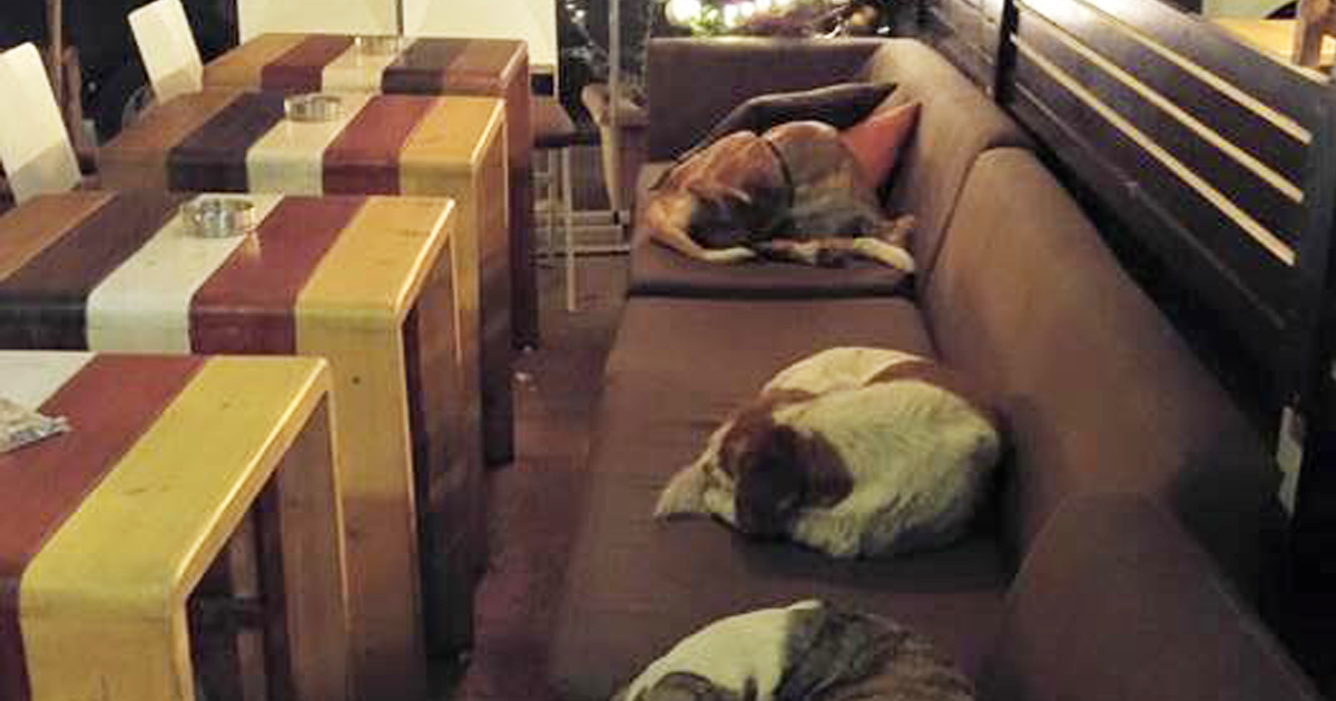 Café na Grécia abre a  porta a cães de rua dormirem nas noites mais frias