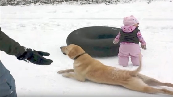 Cão super-inteligente ensina bebé a deslizar na neve