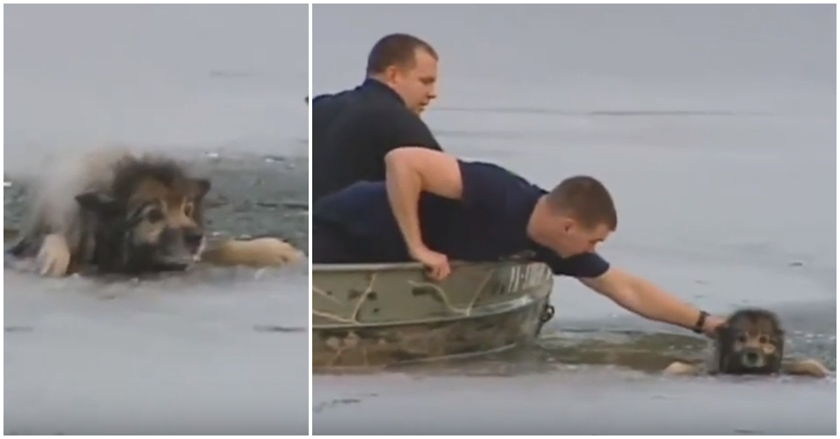 Bombeiros salvam cão que tinha caído num lago gelado