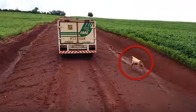 Cão corre 20 Km ao lado do carro que levava o dono, morto em crime no Brasil