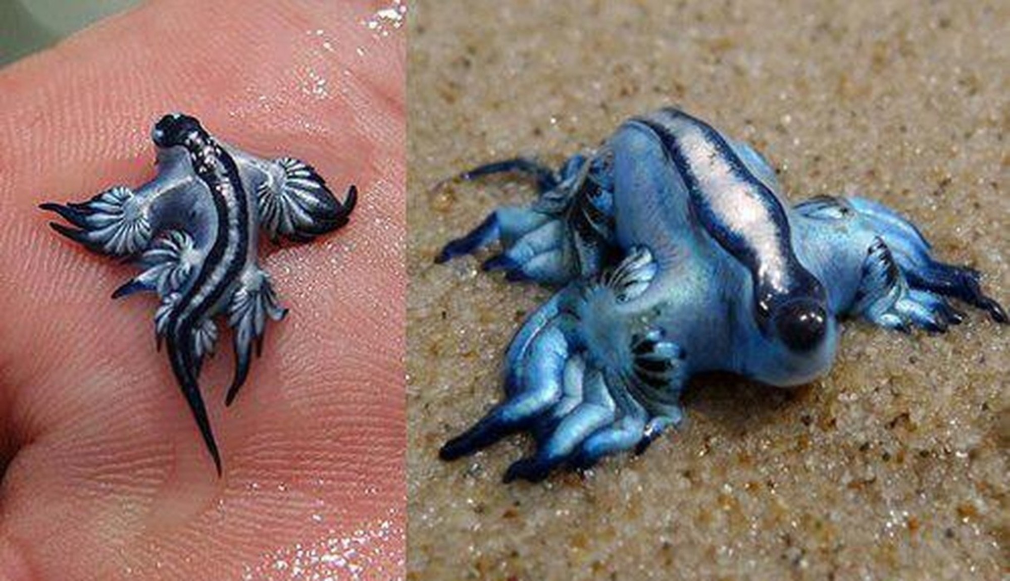 &#8220;Dragão Azul&#8221; faz rara aparição numa praia Australiana