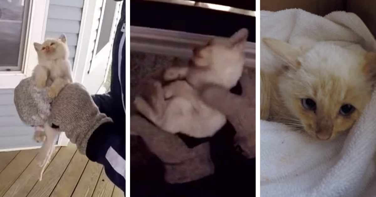 Família ressuscita gato gelado, que encontrou na neve, e chama-lhe Lázaro