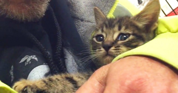 Vídeo mostra salvamento de gato que passou 33 horas preso num esgoto
