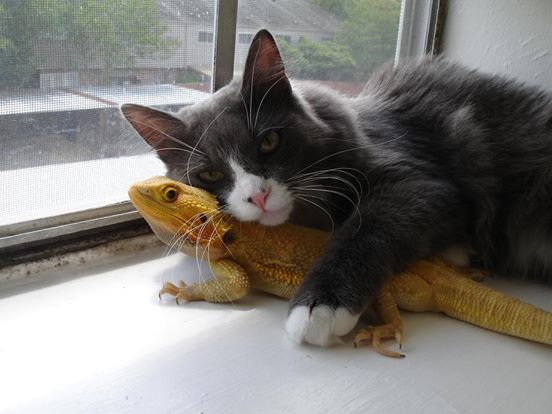 Gato e lagarto são a nova amizade improvável mais fofa da internet