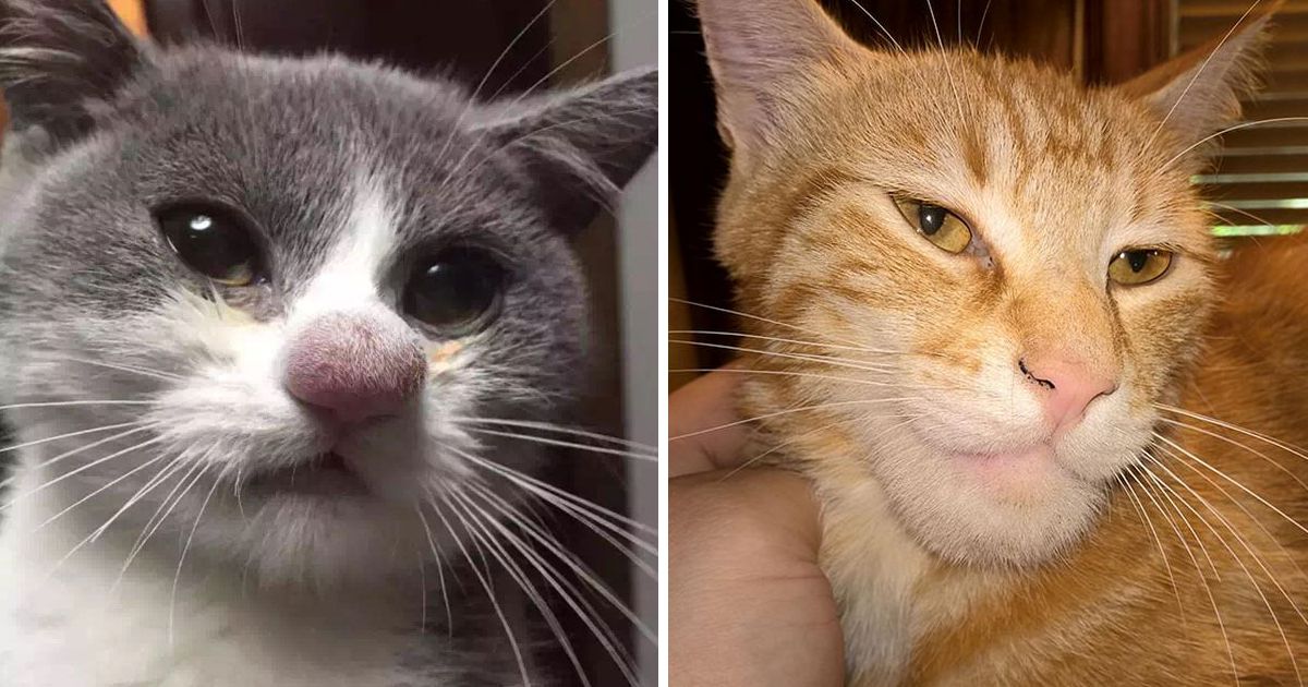 10 gatos que tiveram azar, e foram mordidos por abelhas