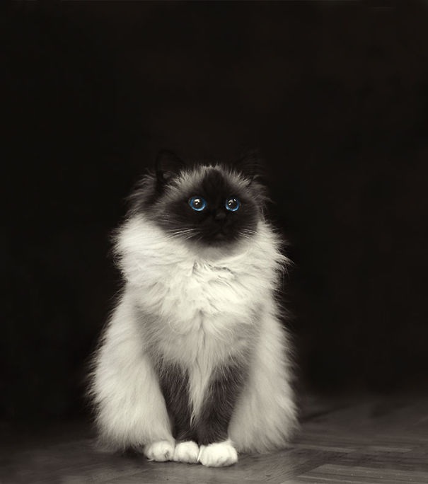 20 gatos do mais fofo que há na internet