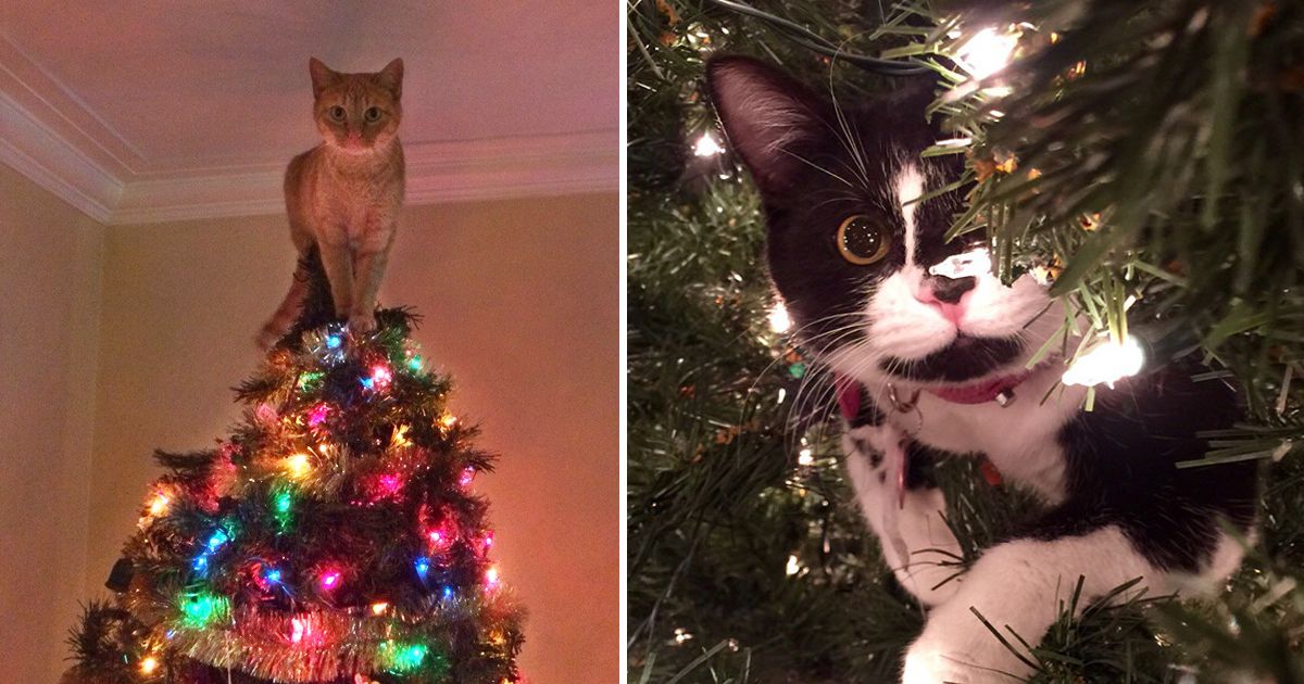 10 gatos que ajudaram a decorar a árvore de Natal