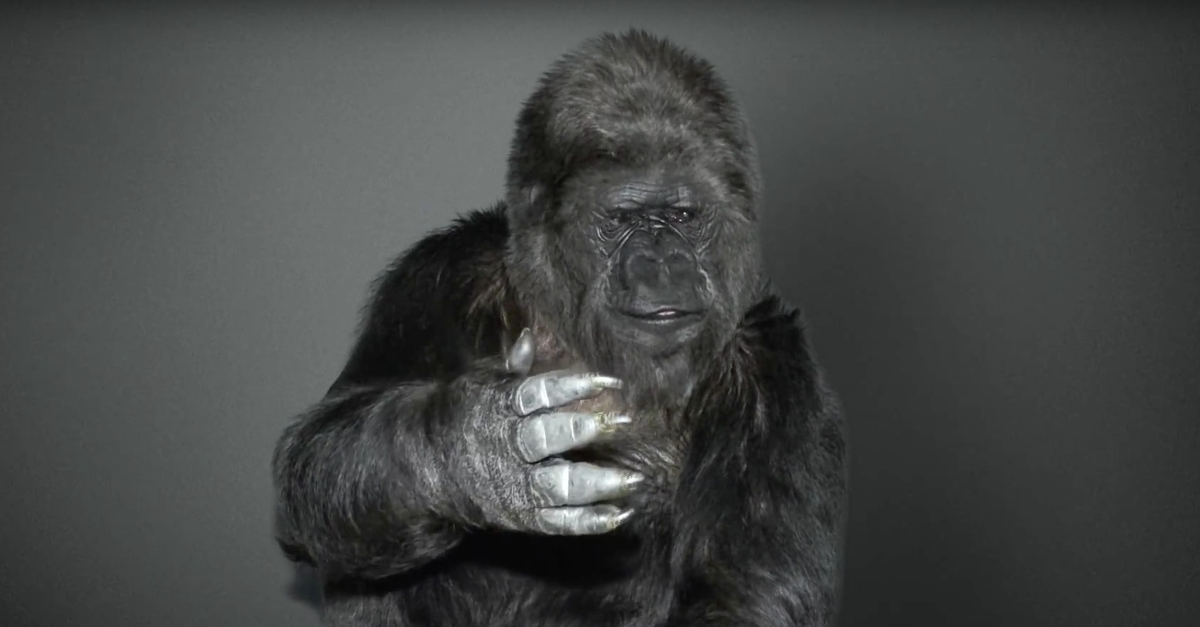 Gorila Koko deixa mensagem emocionante ao mundo
